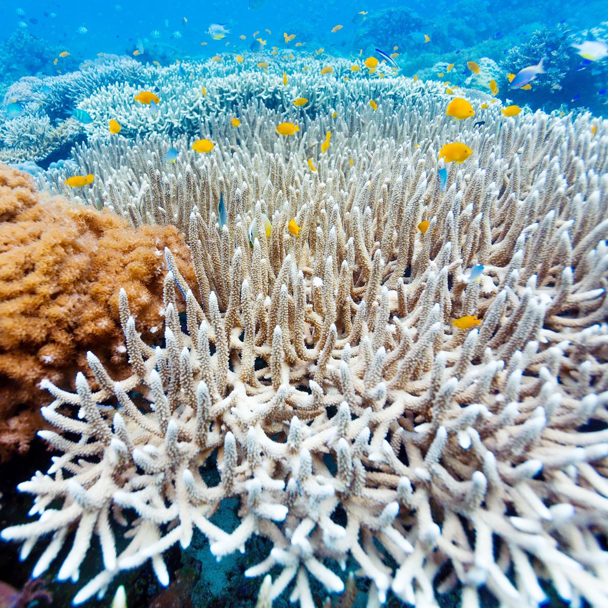 Seeding Reefs With Bacteria Might Help Them Survive Climate Change ...