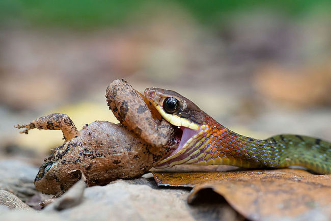 Rabdophis chrysargos comendo rã - Rushenb