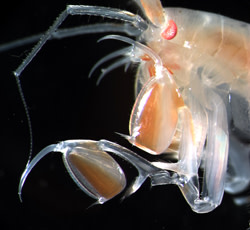 eusirus holmii