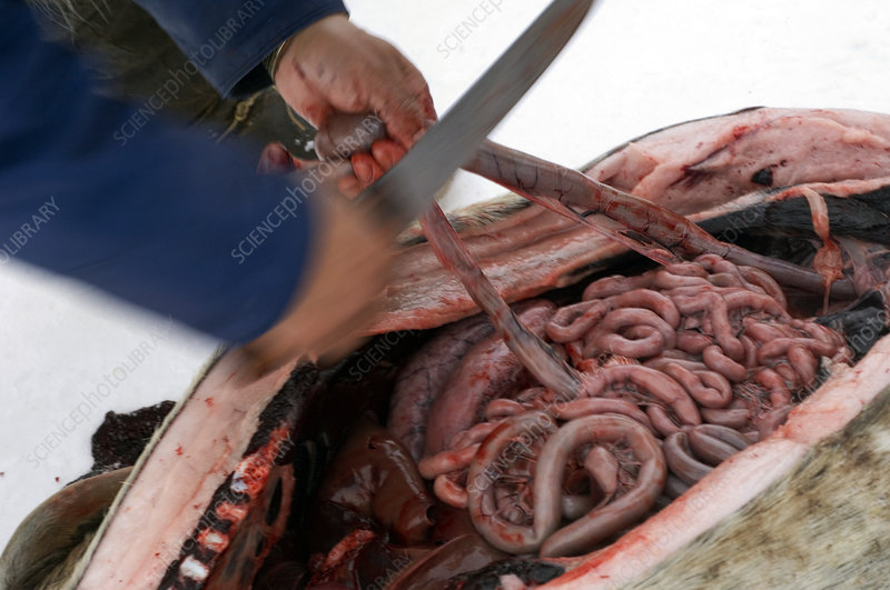 Seal hunt