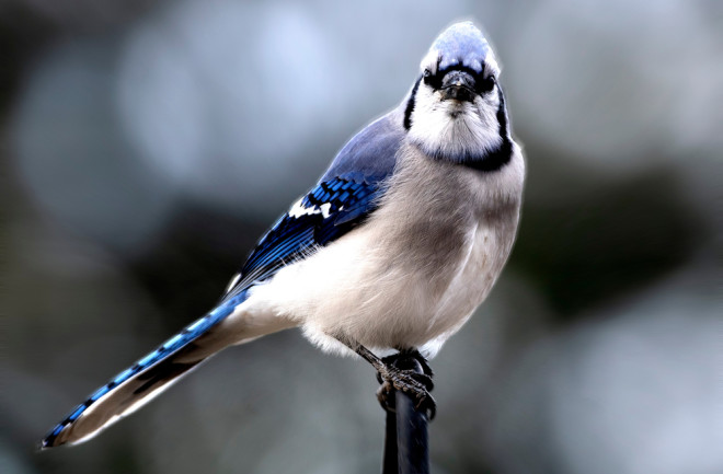 bluejay - shutterstock