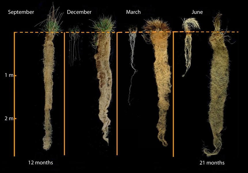 wheatgrass-growth