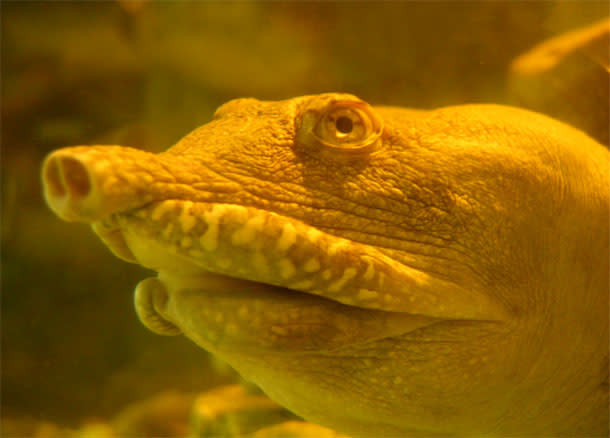 Chinese-soft-shell-turtle.jpg