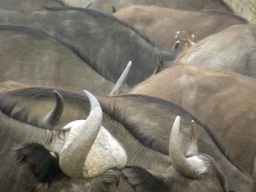 Buffalo_horns.jpg