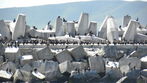 Cormorants_Robben.jpg