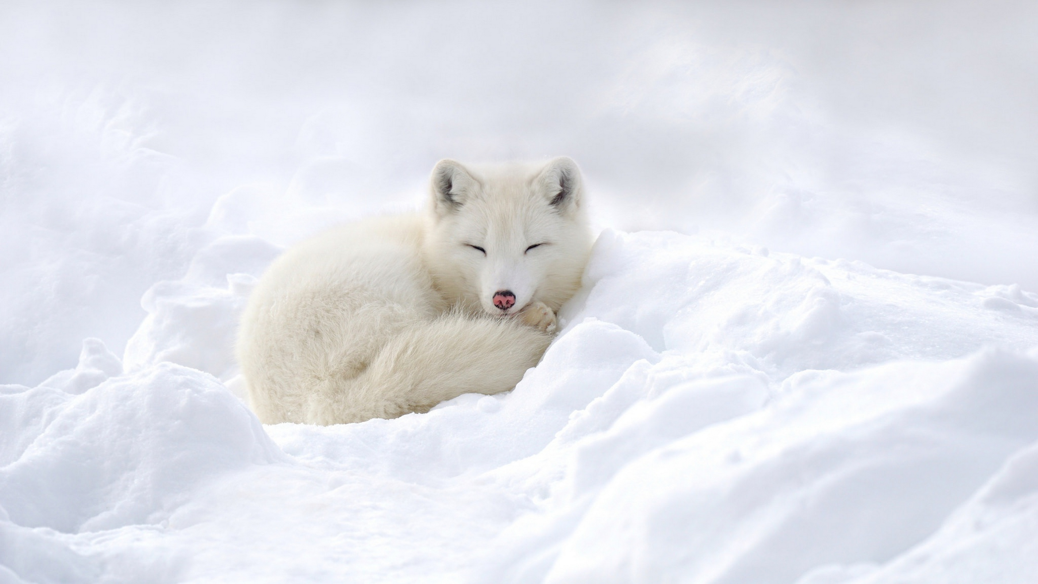 arctic tundra landscape animals