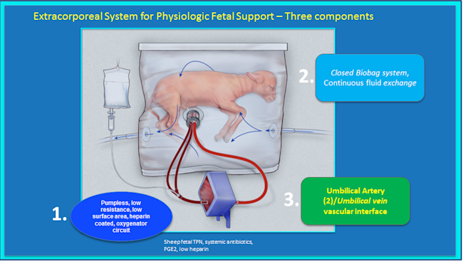 artificial-placenta-lamb.png