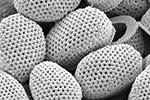 plankton-cocco-pillow.jpg