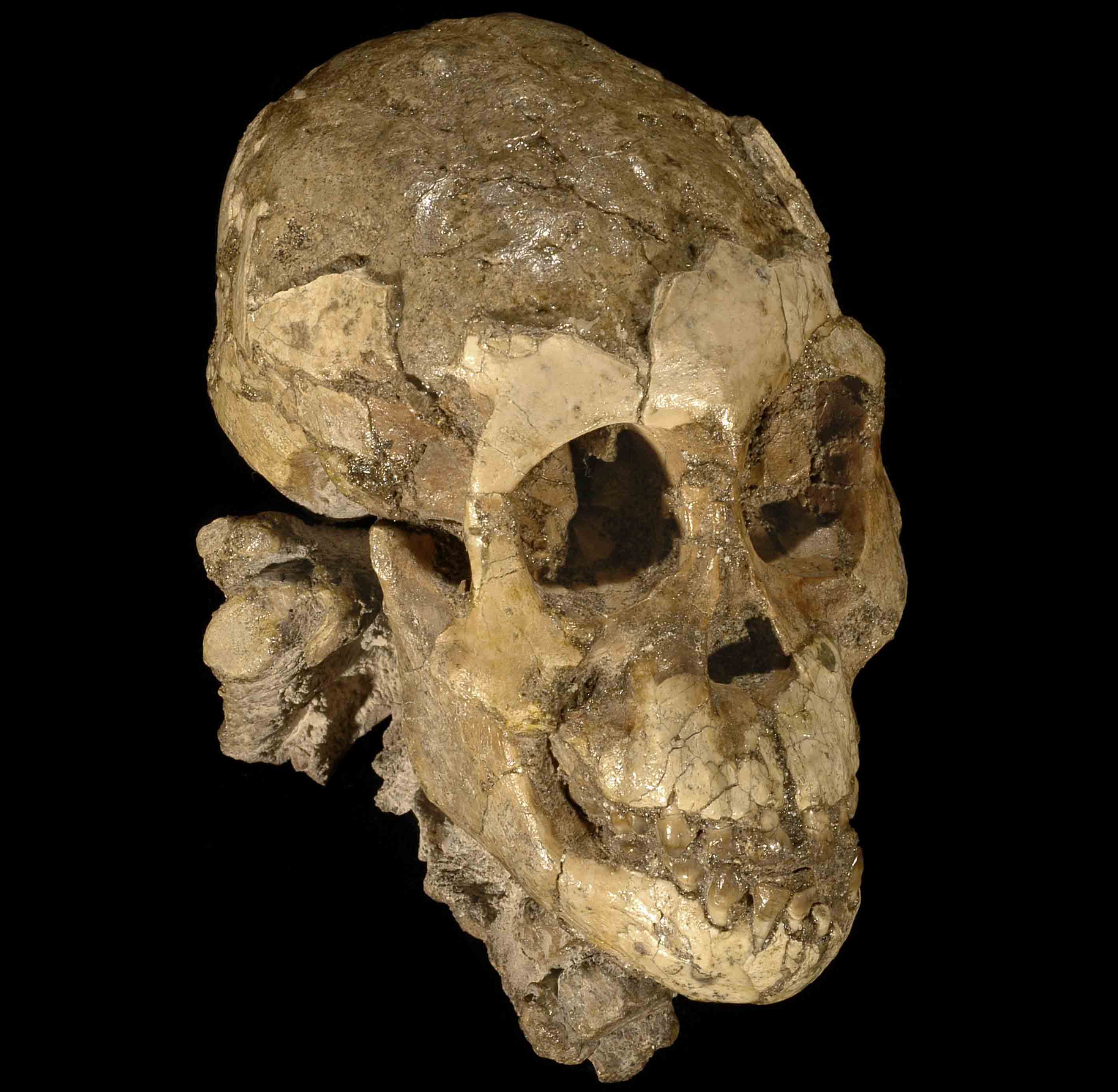 Самый древний череп человека. Останки австралопитеков. Скелет австралопитека. Череп австралопитеканеандерталец. Australopithecus Afarensis.