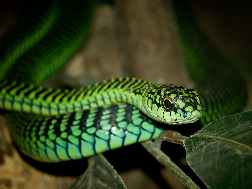 Bite from the past: new study on boomslang venom provides insights