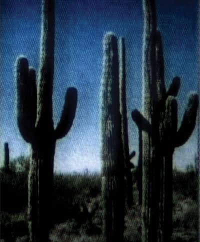cactussharp2.jpg