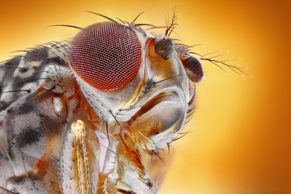 Fruit Fly Brain Hacked For Language Processing Discover Magazine