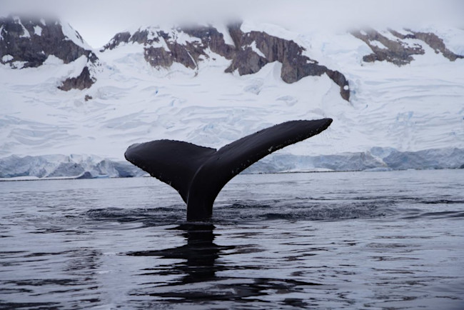 Humpback Whale - Verena Meraldi & Allison Cusick