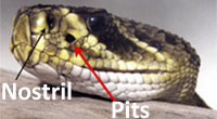 Rattlesnake.jpg