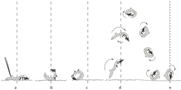 Beetle_flips.jpg