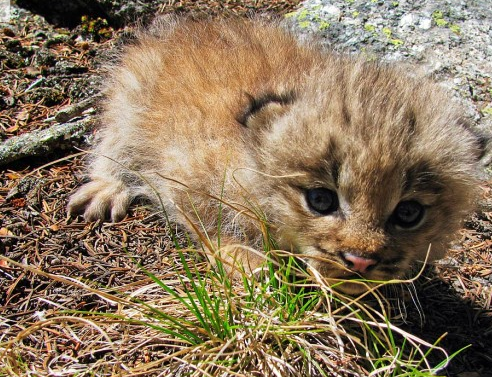 lynx-kitten.png