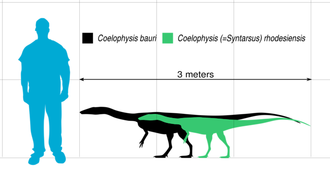 Coelophysis