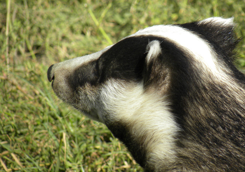 Badger.jpg