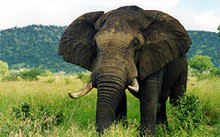 elephant.jpg