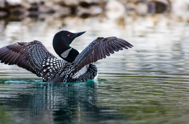 Loon