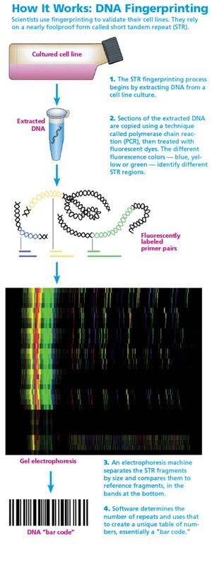 dna-fingerprinting
