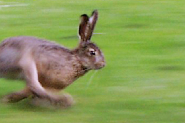 Running_rabbit.jpg