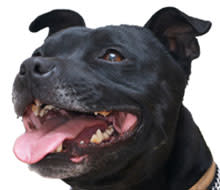 pit-bull-black.jpg