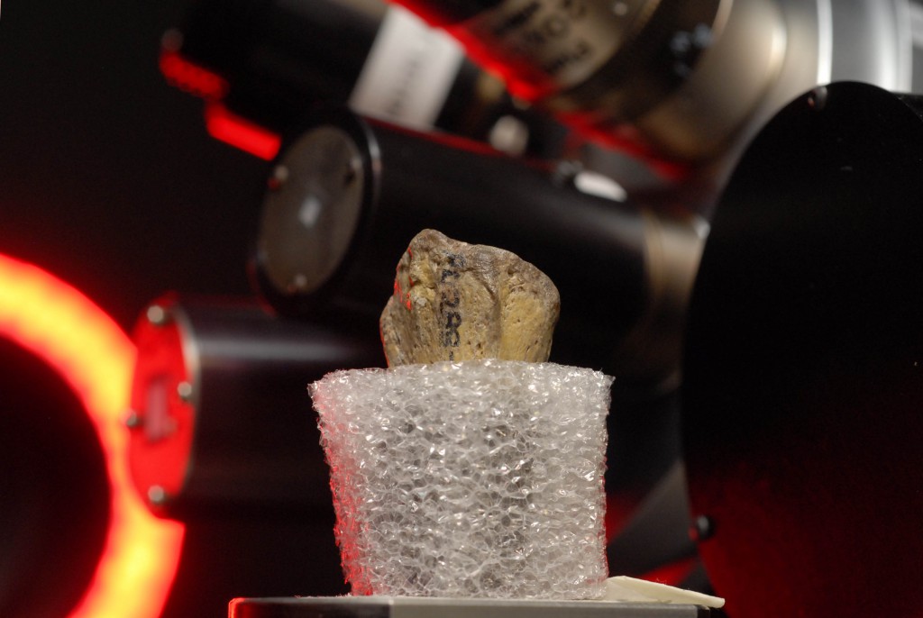 LucyÕs distal radius undergoes computed tomographic scanning. (Photo by Marsha Miller/UT Austin)