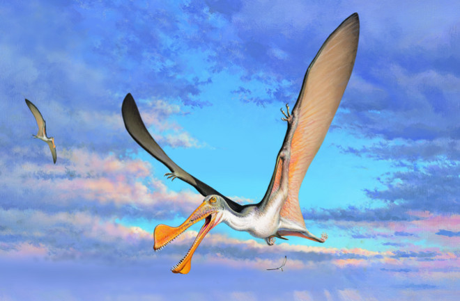 Australian pterosaur 