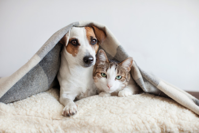 Do You Need A Dogs & Cats At Home Together?