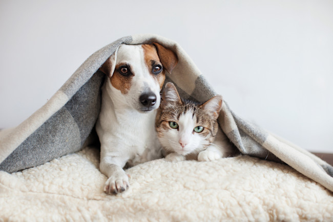 Do You Need A Dogs & Cats At Home Together?