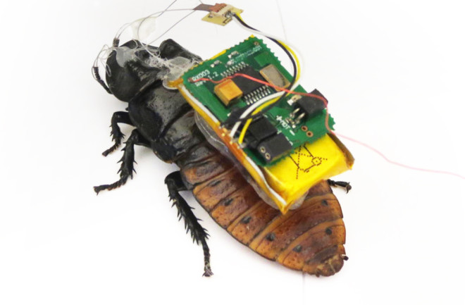 Cockroach Spy - Michael Tomsic - DSC-BI0416_04.jpg