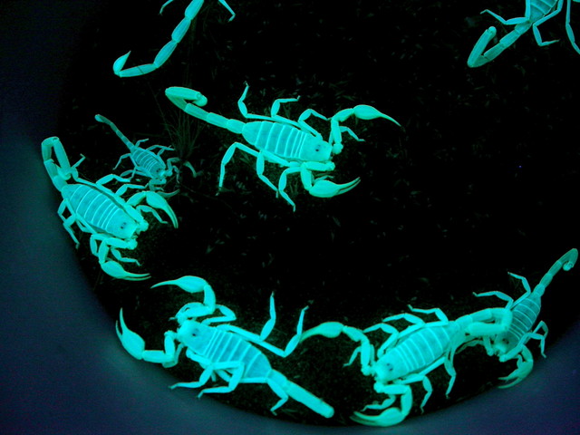 can scorpions see in the dark