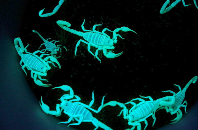 Scorpions Glowing in the Dark - Flickr