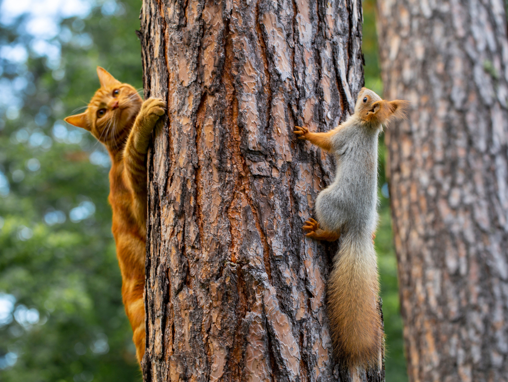 City Squirrels Might Be Getting Bolder — Or Maybe You're the One Who's  Changed | Discover Magazine