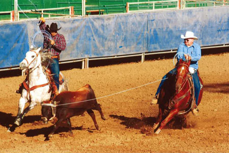 uc-davis-horse.jpg