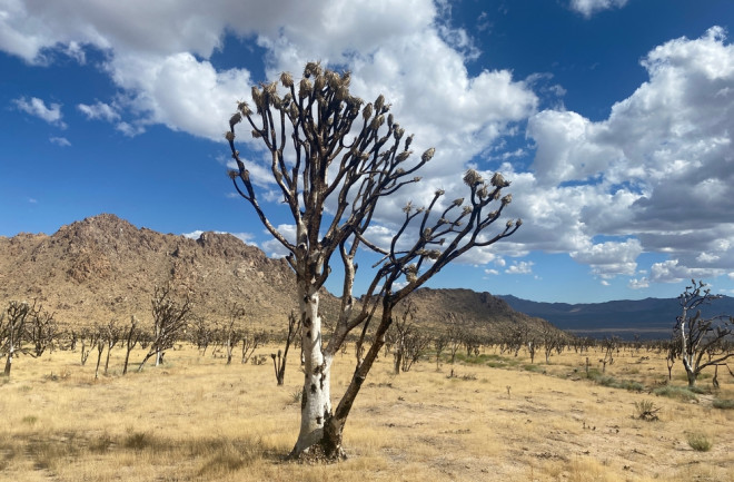 Joshua tree burned by fire