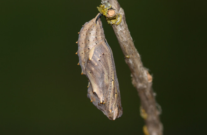 How long do caterpillar stay in a chrysalis