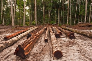 logging