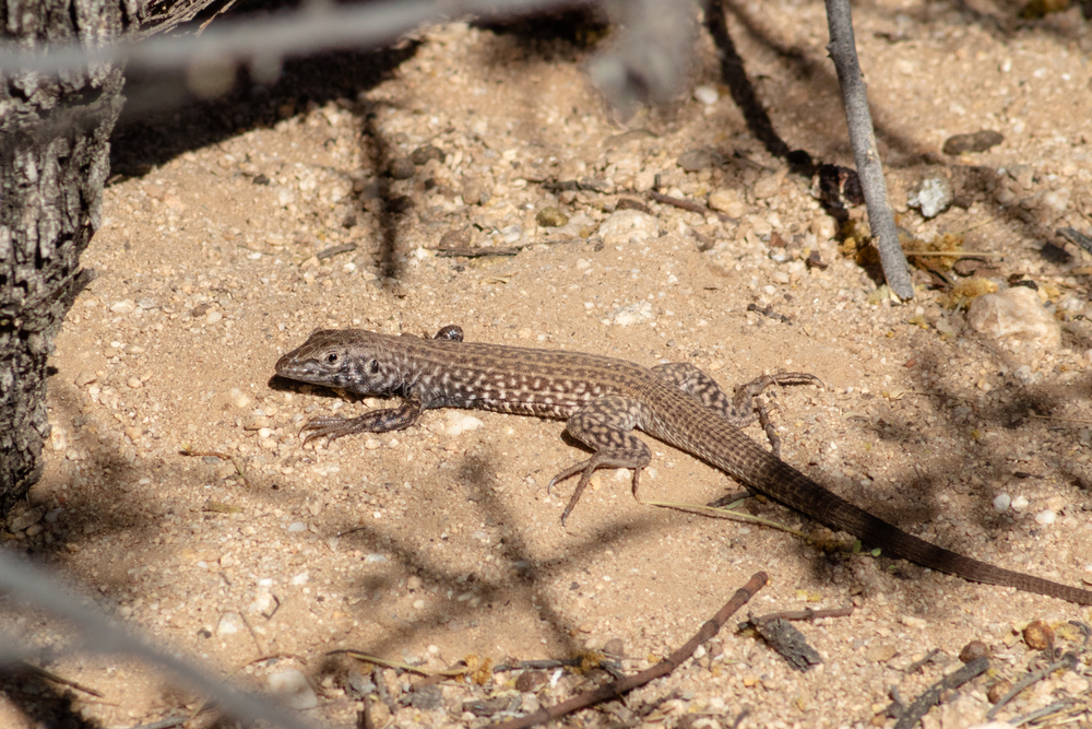 Photo of Whiptail Lizard May