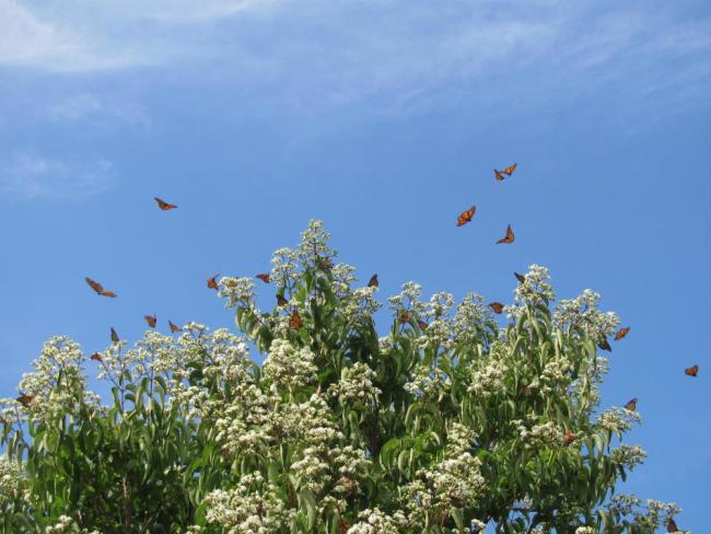 monarch migration pollinator gardens