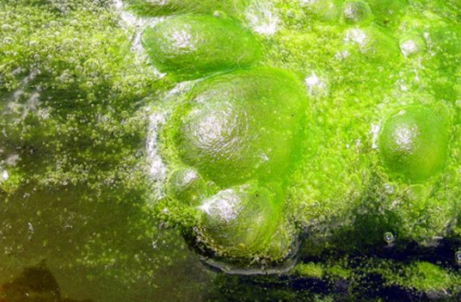 algae-425x308.jpg
