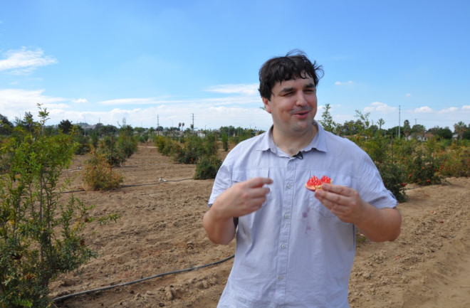 John Chater, foreground, stands with a chunk of pomegranate in his hand. Behind him is a grove of pomegranate trees.