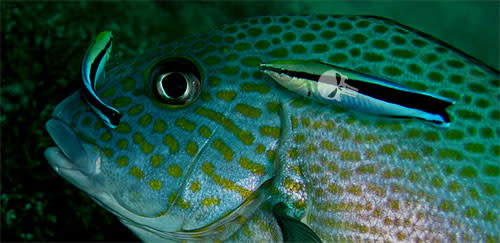 Cleaner_wrasse.jpg