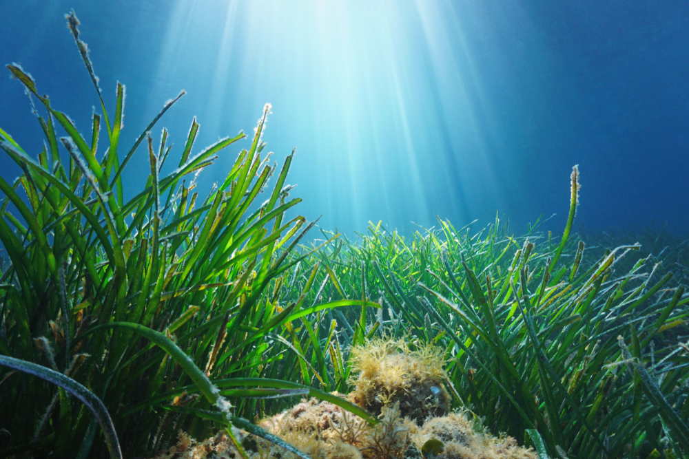 Underwater Noise Pollution Could Damage Crucial Ocean Plants