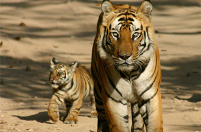 A_tiger_in_Pilibhit_Tiger_Reserve.jpg