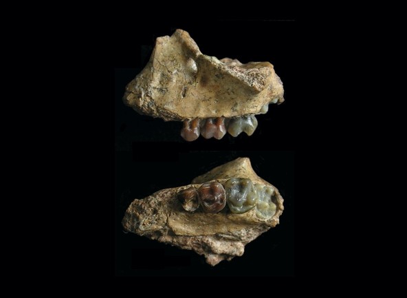 Earliest Gibbon Fossils Fill in the Gaps of Primate Evolution | Discover  Magazine