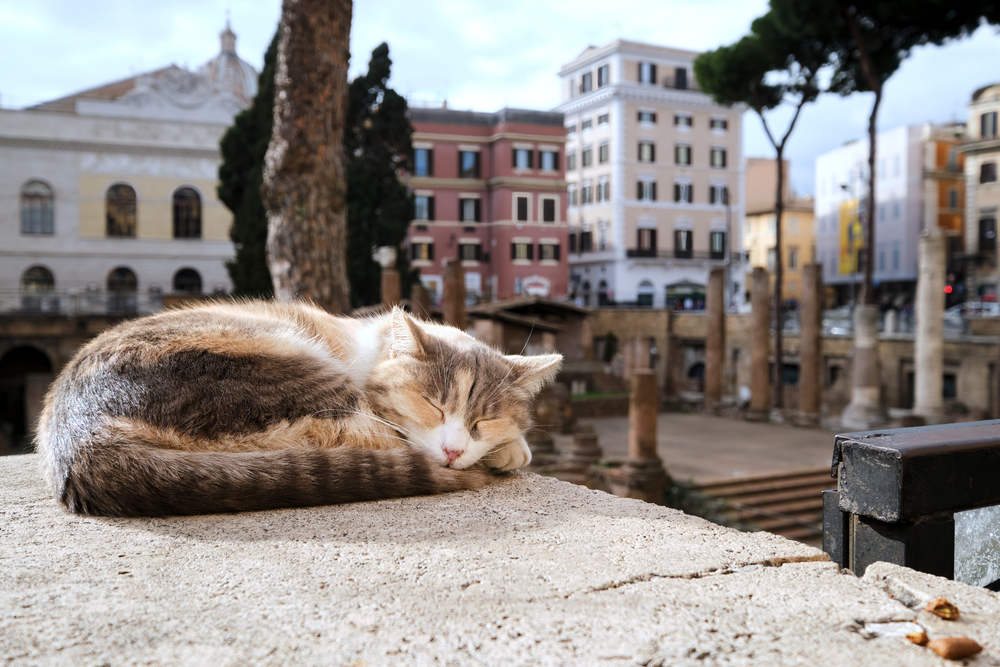 Cats Today Find Safety Where Julius Caesar Was Stabbed | Discover Magazine