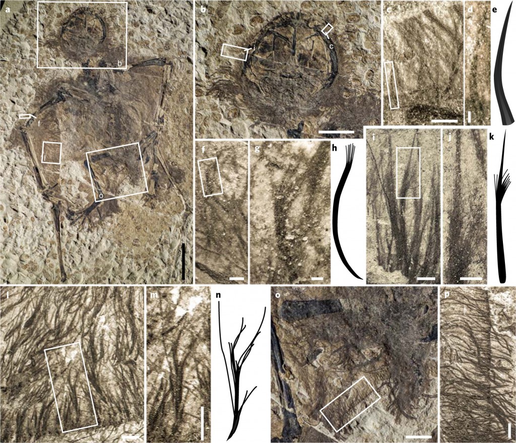 Fossilized filamentous structures. Credit: Baoyu Jiang, Michael Benton et al./Nature Ecology & Evolution