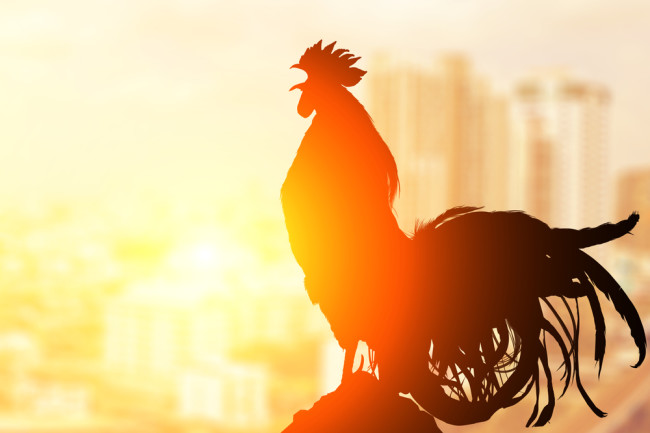 Roosters have built-in earplugs that shut off their ears when they crow. Because of course they do. Photo Credit: Little Perfect Stock/Shutterstock